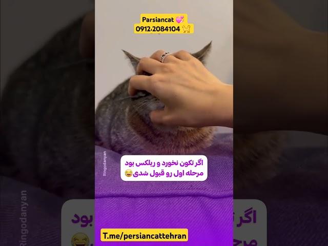 اینجوری تست کن ببین گربت چقدر بهت اعتماد داره ؟! پارسیان کت فروشگاه گربه در تهران#خرید_گربه#گربه