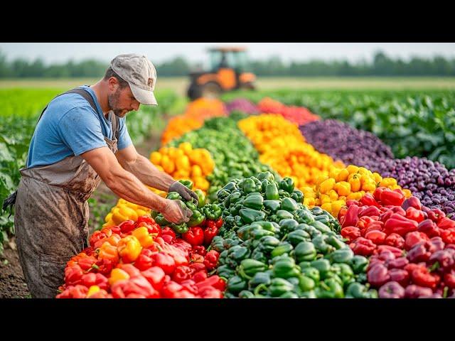 Next Level Technique To Harvest & Process Bell Peppers With Modern Agriculture Machines