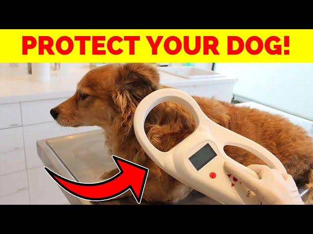 The ONE Trick to Guarantee Your Dog’s Safety—Microchipping EXPLAINED!