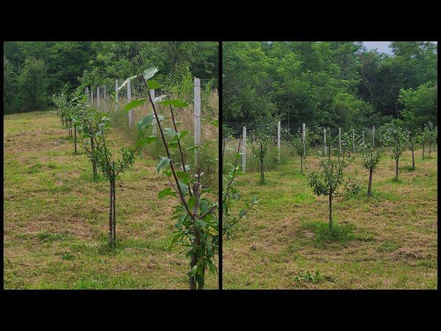 Tăierile in verde și de formare la prunii tineri  