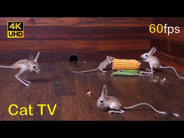 Cat TV Cutest Mice Play Hide and Seek - Ultimate Mouse Chase Fun! for cats to watch  4k 8 hours