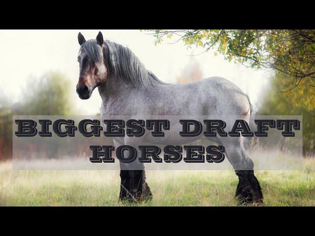 BIGGEST DRAFT HORSES  #tangled