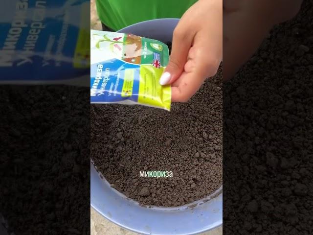 Как правильно сажать луковичные цветы (2 часть) #растения #сад #цветы