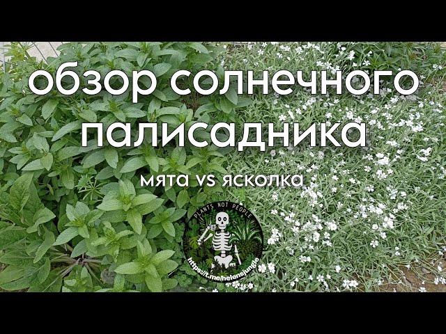 обзор солнечного палисадника. мята vs ясколка