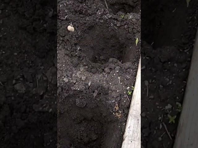 Plant Potatoes Properly for Maximum Crops.