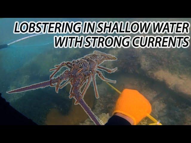 Lobstering in Shallow Live Bottoms with Strong Current!