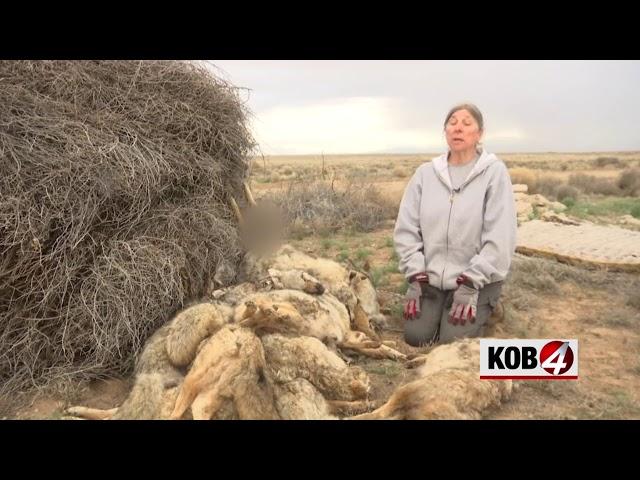 Piles of dead coyotes found in Valencia County