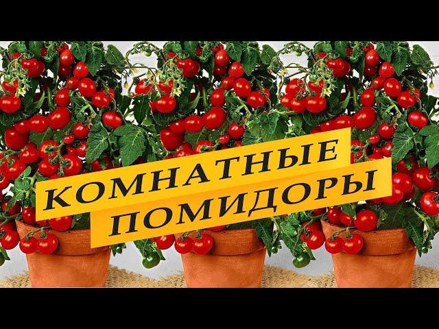 Комнатные томаты. Выращивание на подоконнике. Подробно.