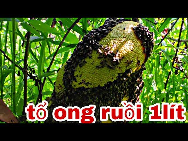 bắt gặp tổ ong ruồi 1lít  khủng nhất từ trước tới nay