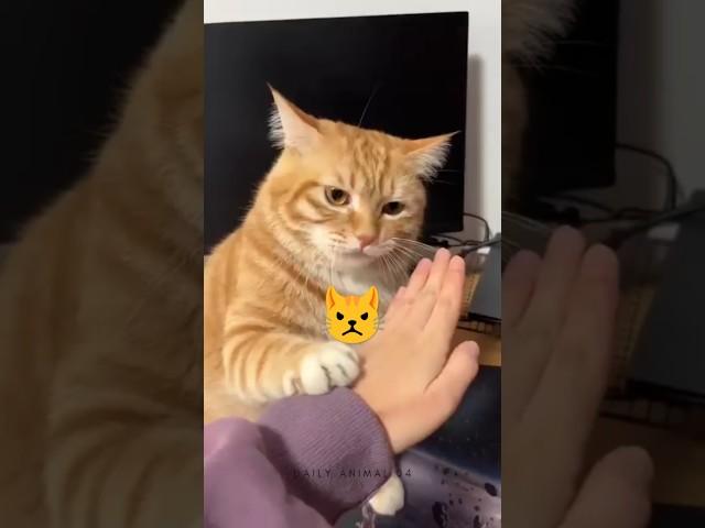 Angry Cat  #cat #comedy #animals #cute