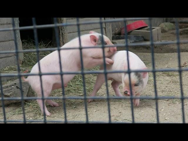 Voantey at Southwick Animal Zoo October 2, 2021 With the Pigs. Part 2.