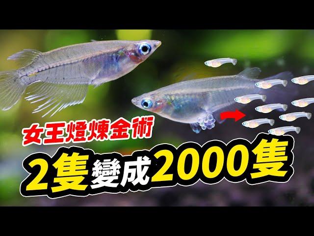 佛系極致，一把水草繁殖工作魚！魚阿公阿嬤孫子都來幫你打工！ 2 Ricefish become 200! How to born Javanese medaka?