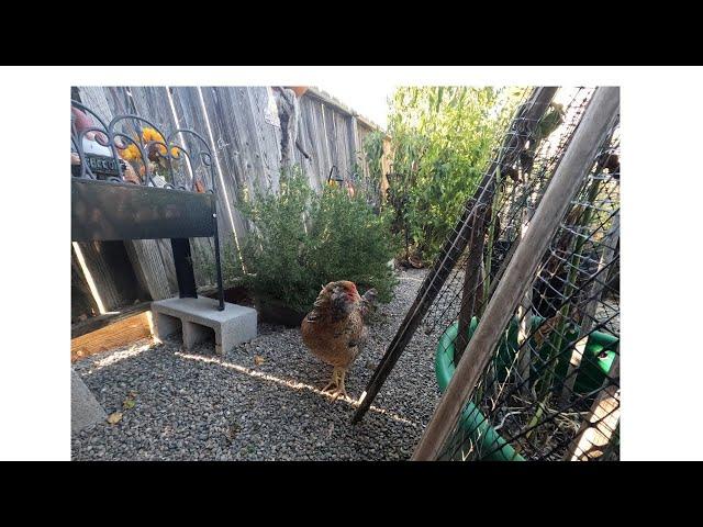 Fat Guy and His Backpack Backyard Chickens Preventing Soft Eggshells