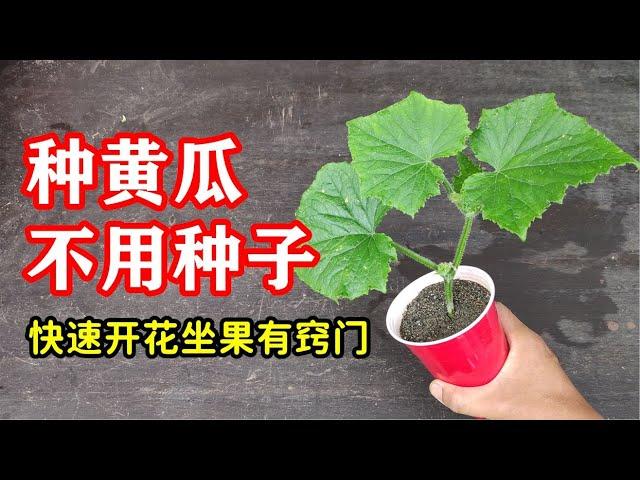 黄瓜这样种，快速开花坐果，无需种子繁育，扦插繁殖黄瓜有方法！/ How to Propagate Cucumbers by Cuttings？【黄瓜扦插】