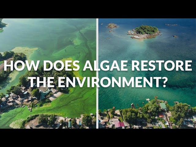 Restoring the Environment with Algae | The BLOOM Room | Episode 3