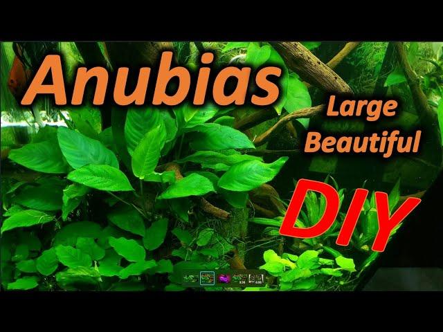 How to Grow Beautiful Anubias Mother Plants in Simple Do It Yourself Steps