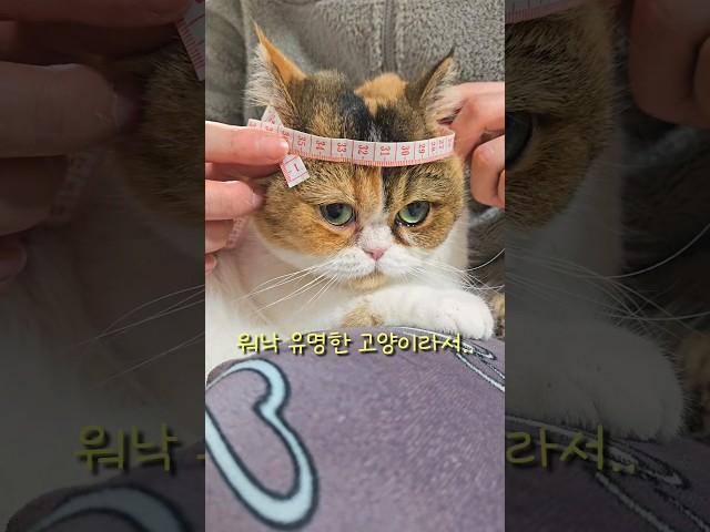 삼방이의 충격적인 머리 사이즈