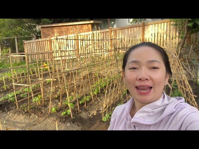 Khoe Vườn Rau Mới Của Em Trang Năm 2025. Hứa Hẹn Sẽ Có Nhiều Video Thu Rau Củ Quả Cho Cả Nhà Xem Nè.