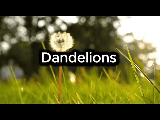 Dandelions by Melody Haven