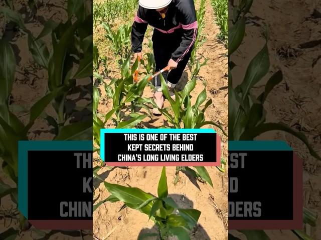 Why do Chinese farmers cut off the tops of their corn plants? #delicius #food #facts #youtube