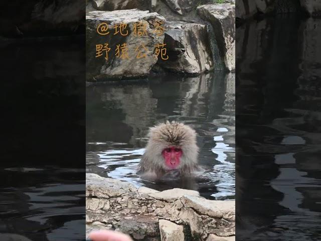 4K高清無碼泡溫泉短片外流：地獄谷野猿公苑