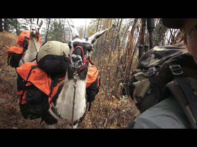 Backcountry Camping! Llamas Vs Horses - Hunting Gear Review