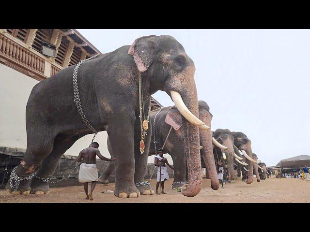 The Fascinating but Dangerous Job of Moving Dozen of Giant Elephants