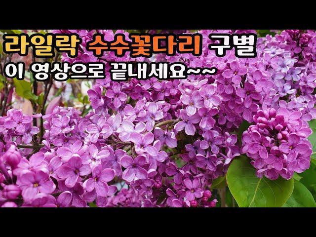 라일락 수수꽃다리 구별 이 영상으로