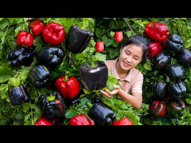 How to Harvest Black Bell Pepper Goes to market sell  | Ella Daily Life