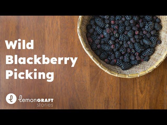 Wild Blackberry Picking - lemonGRAFT Stories