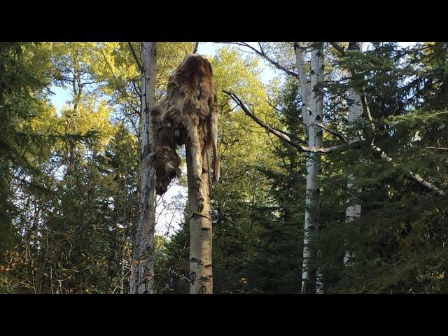 Did A Sasquatch Person Place A Moose 20 Ft Up A Tree?!  Photo Included   HD 720p