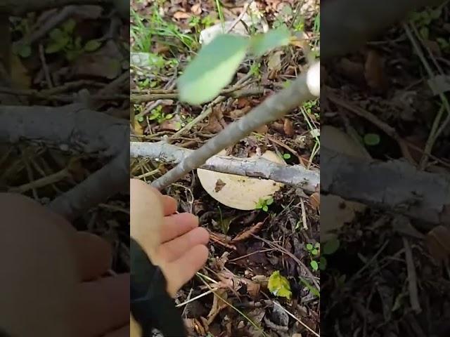 Только зашли в лес и сразу - рыжики! #лес #fungi #грибы #природа #болгария #nature