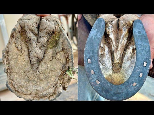 Full horse hoof Restoration with sliders | Satisfying