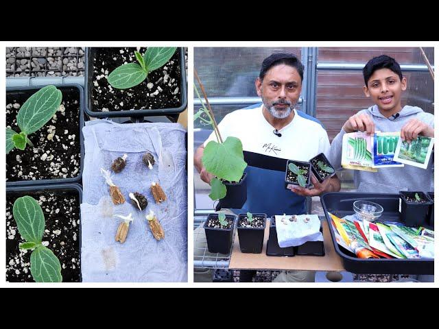 Fastest Method To Sprout Gourd Seeds (kitchen Tissue Seeds Germination)