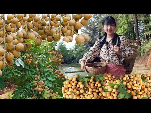 Go up the mountain and pick 100 kilograms of longan to dry! The dried fruit made by hand in the cou