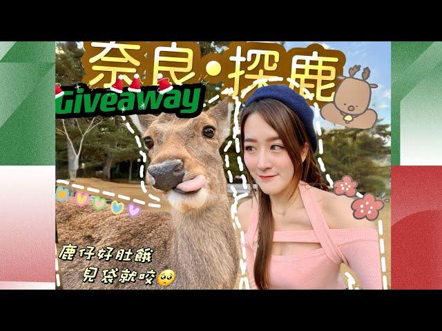 【Kon旅行】Giveaway • 大阪自由行2022 ️奈良公園探小鹿Nara Park| 睇紅葉 red autumnal leaves|黑門市場食剌身生蠔|𝑲𝒐𝒏𝑲𝒐𝒏康娜