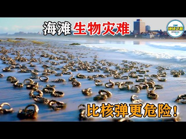 比核弹更危险！海滩惊现百年一遇的生物灾难！丨地球之最#冷知识 #排名 #世界之最#惊人发现#世界之最top#出类拔萃#top10