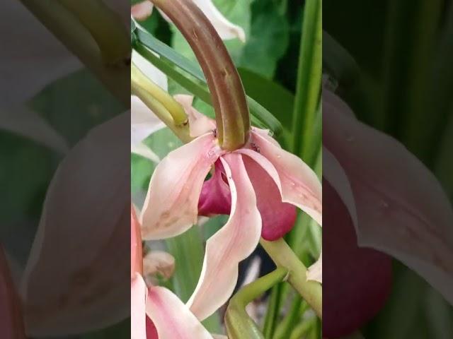 15 de maio de 2024 Orquídea Bananeira já com Bananas JB Canal ver mais videos no Canal