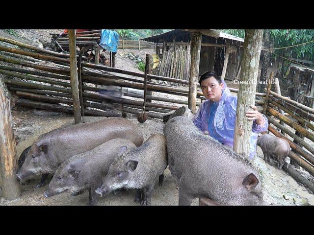 Typhoon Yagi causes heavy rain and flooding on Robert's farm. Green forest life