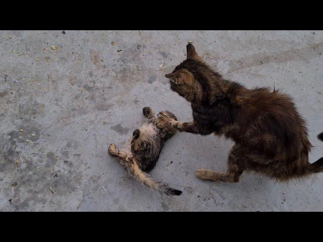 Mother Cat rejects her own Kitten and beats It.