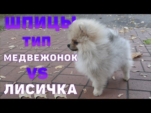 Мишка или Лисичка ?  | Определяем тип щенка шпица