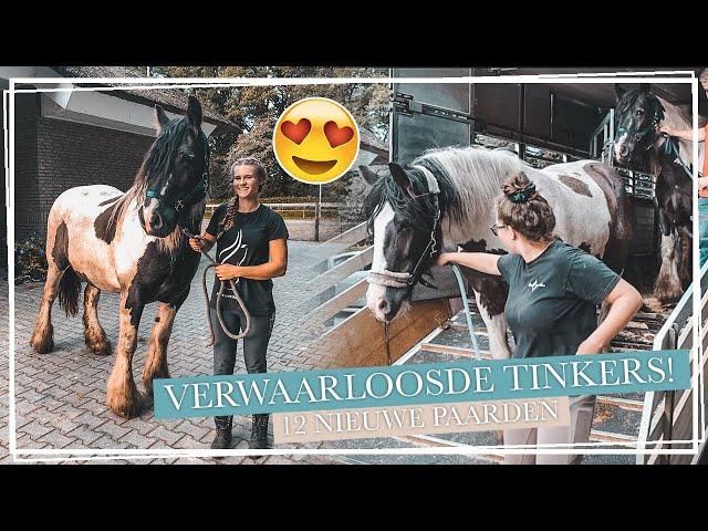 12 NIEUWE VERWAARLOOSDE TINKERS!! || Paardzoektbaas