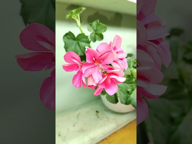 New no name pelargonium pink  Моя новиночка - плющелистная пеларгония неизвестного сорта.