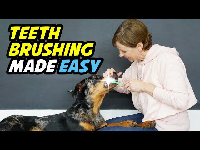 How to Easily Brush Your Dog's Teeth: Step-by-Step Tutorial