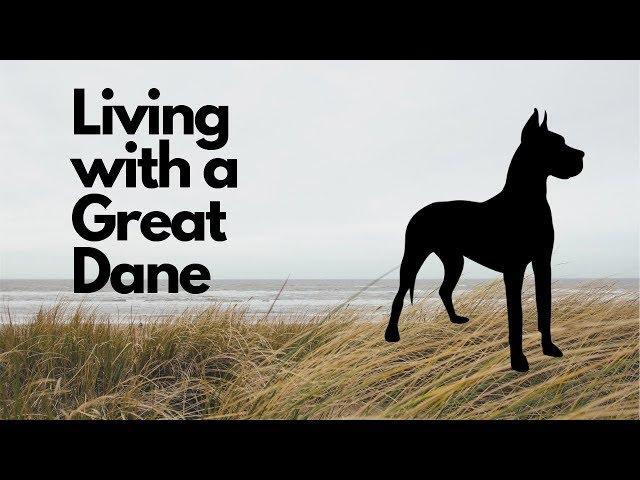 Living with a Great Dane [story]