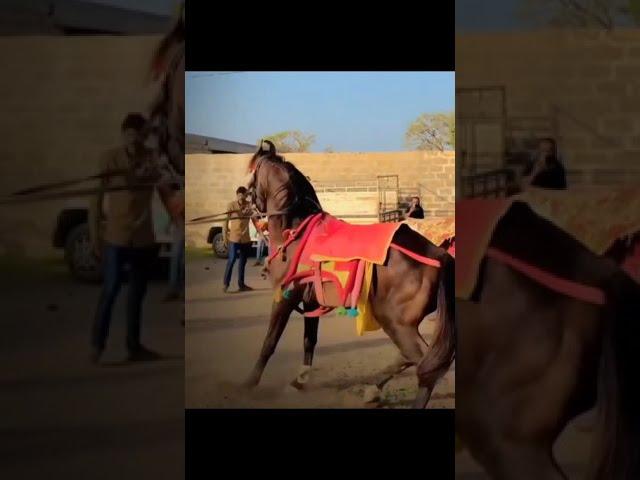 HORSE FIGHT #GABBAR RAMGADH VS RANO #JAYDIPBHAI  #RAMKUDER #FULEKU #HORSELOVER #RAJDIPSIH RIBADA