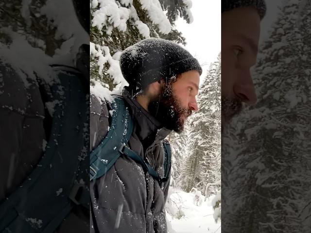 Прогулка по Тайге. Телецкое озеро. Алтай  #altay #алтай #природа #travel #mountains #горы