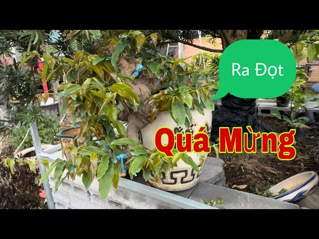 Những Cảm Xúc Lo Âu Buồn Vui Lẫn Lộn Khi Chơi Mai Bonsai