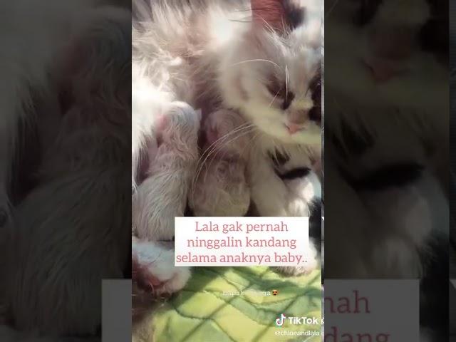 TIKTOK KUCING LUCU IMUT NGEGEMESIN