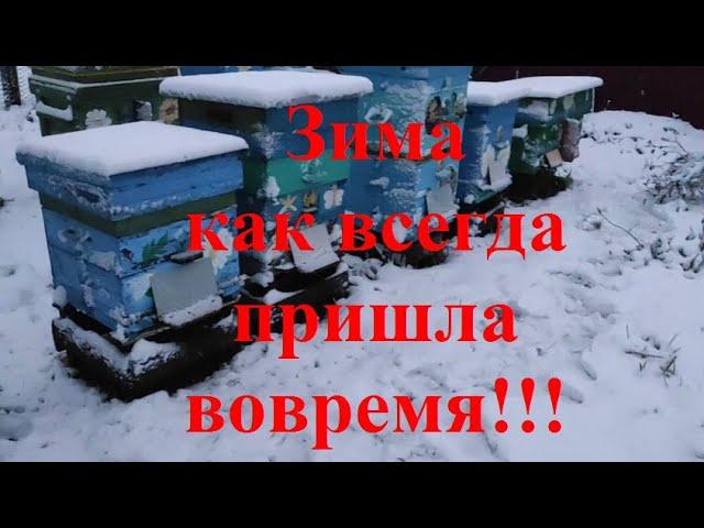 ЗИМОВКА ПЧЁЛ НА ВОЛЕ!!!  ЗИМА ПРИХОДИТ НЕЗАМЕТНО!!!  А ЧТО У ВАС В УЛЬЯХ???